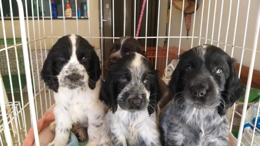 Cocker Spaniel ingles extremamentes sociaveis 