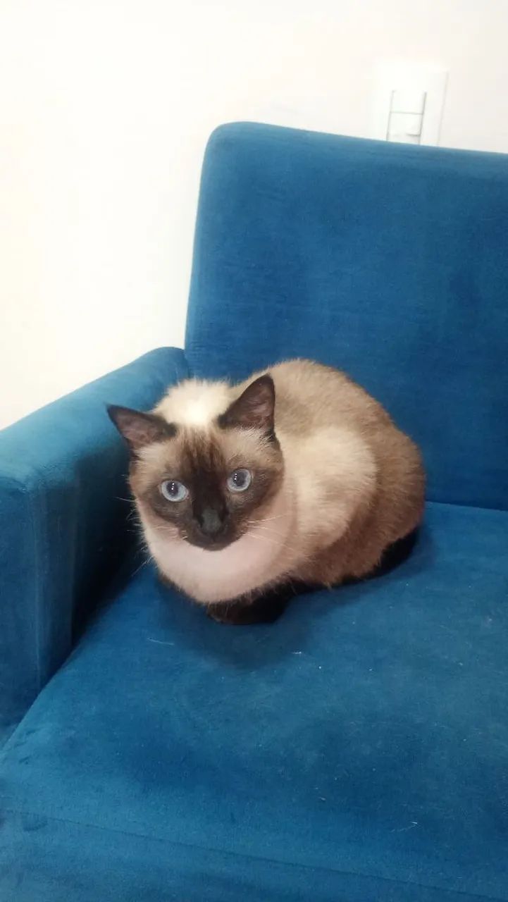Gatinha Siamês para adoção castrada  - Foto 3