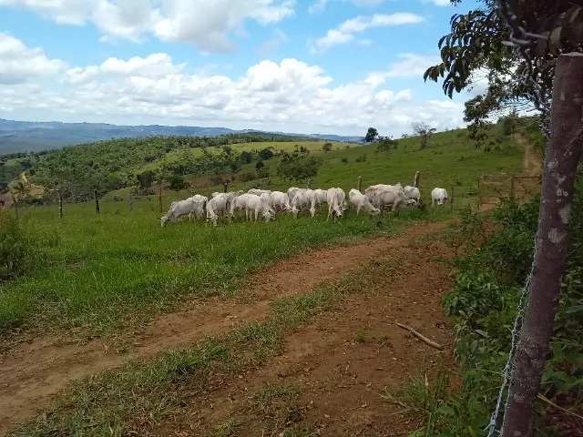 Novilhas Nelore, pêso médio 9@.