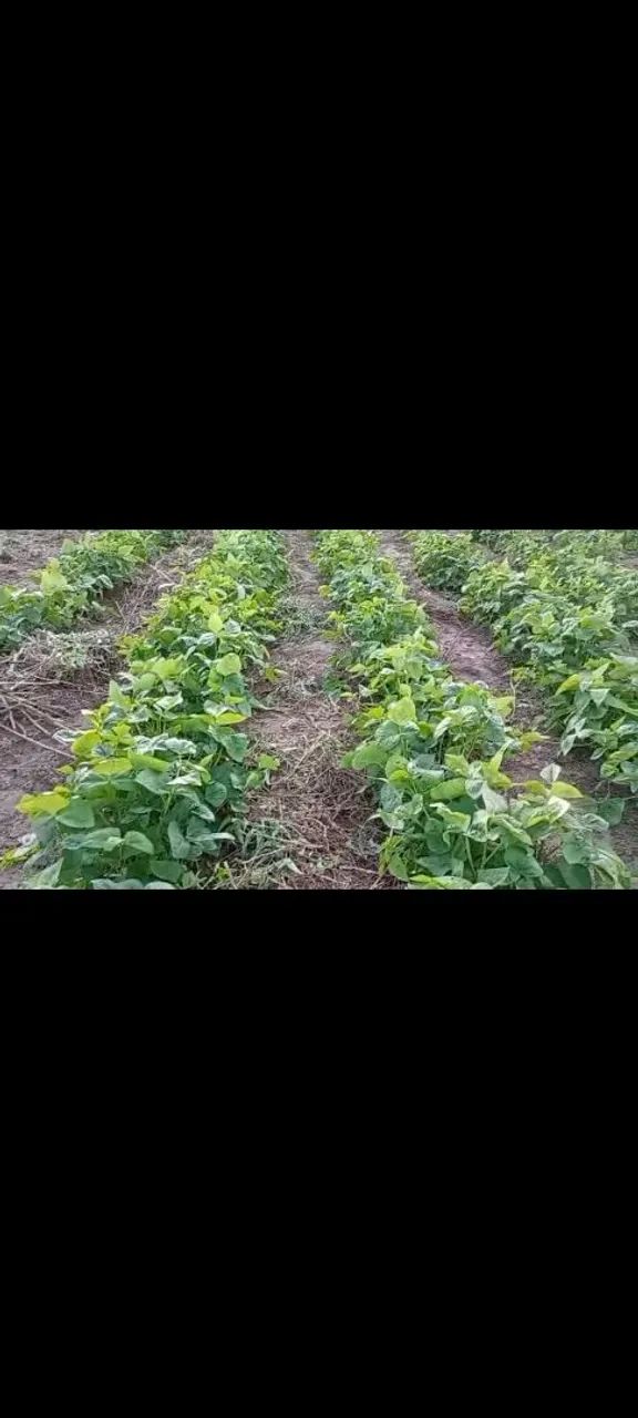 Organic green beans64293079163010120