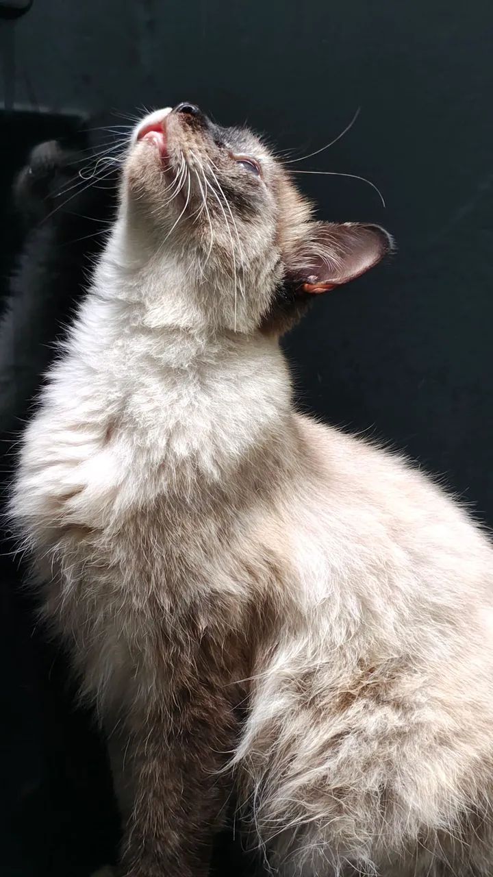 Gata Siamês para Adoção - Foto 4