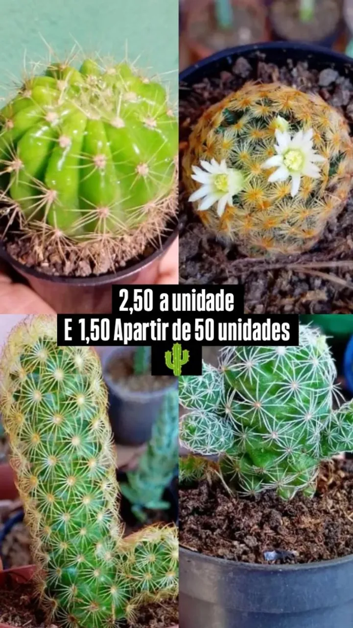 Cactos lindos e saudáveis