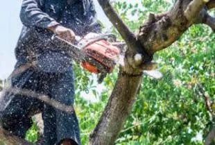 Corte e poda de árvores  - Foto 3