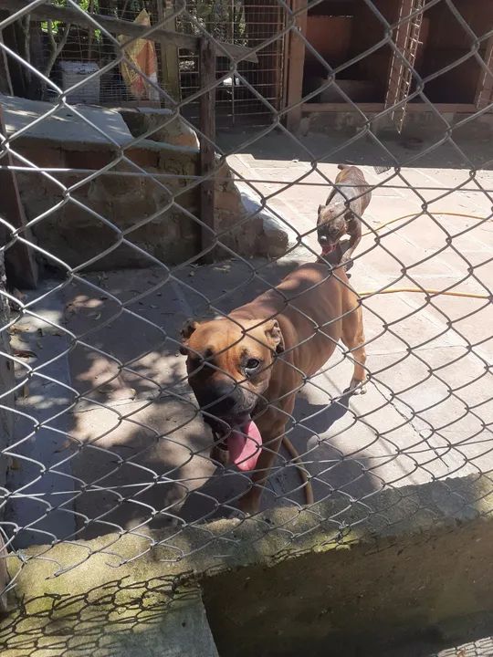 Filhotona de boxer com 1ano e 2 meses - Foto 3