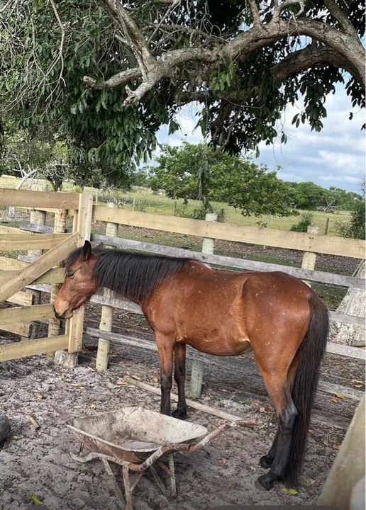 Potro Mangalarga Marchador