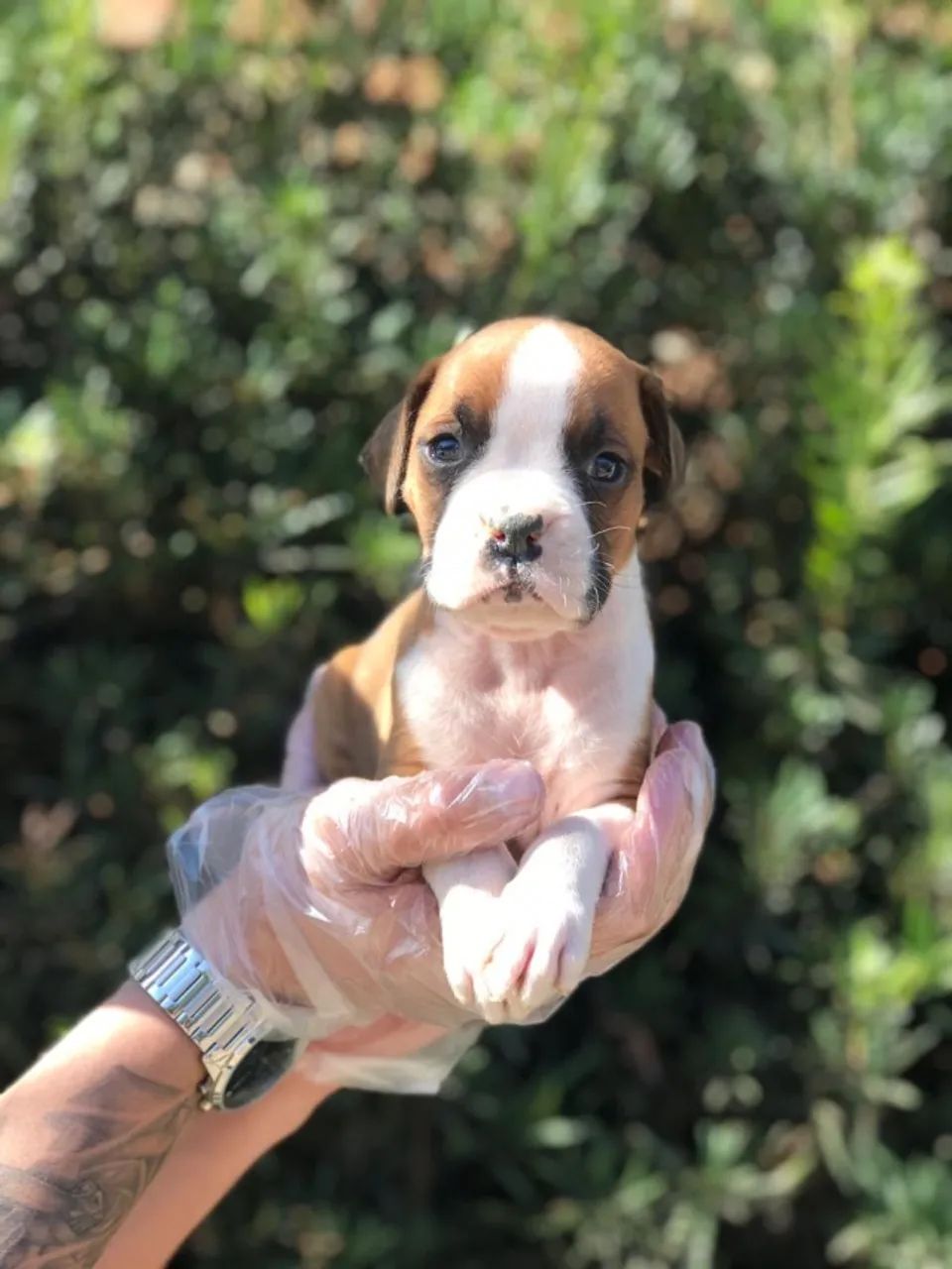 Boxer - lindo e amoroso / mais carinhoso / com suporte clinico !! 