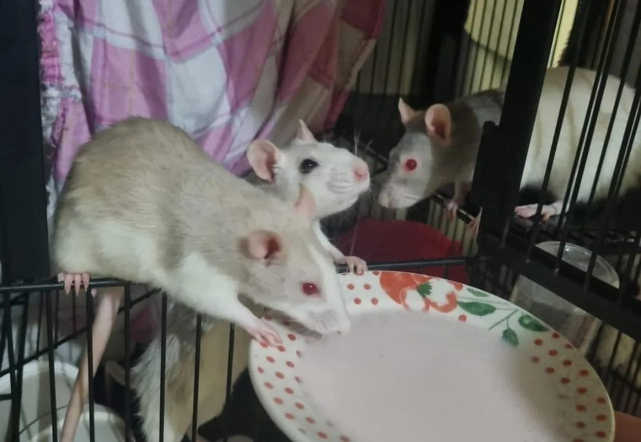 Vende-se Gaiola com rato Twister - Foto 4