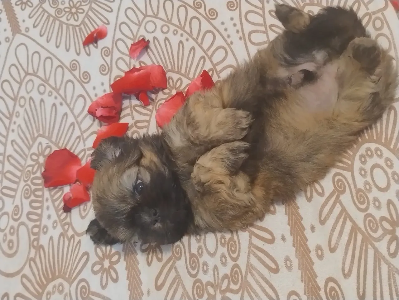 Filhote de Shih Tzu - Fofo e Brincalhão
