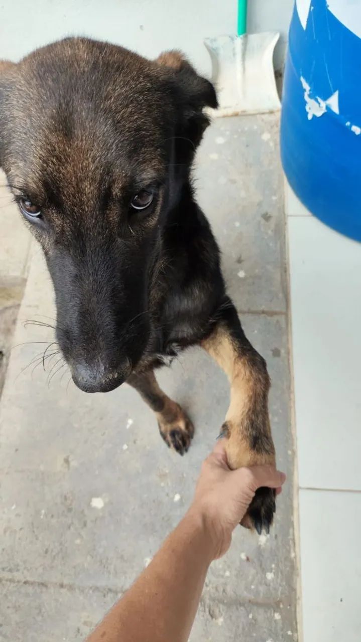Cãozinho adorável para adoção responsável. - Foto 2
