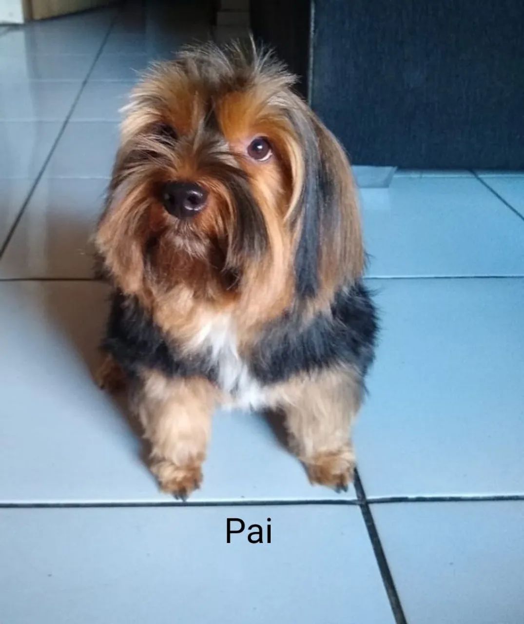 Filhotes mestiços Yorkshire cm shiatsu.  - Foto 5