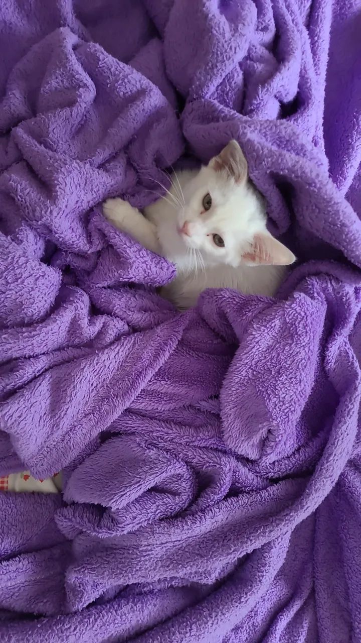 Gatinha para adoção  - Foto 4