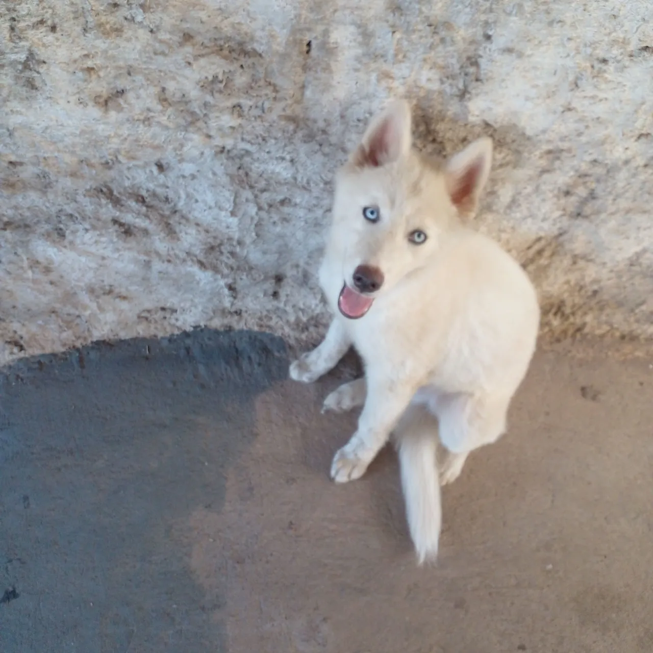Filhote Husky Siberiano - Olhos Azuis