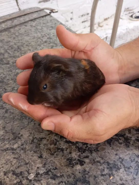 Vendo filhotes de porquinho da índia  - Foto 5