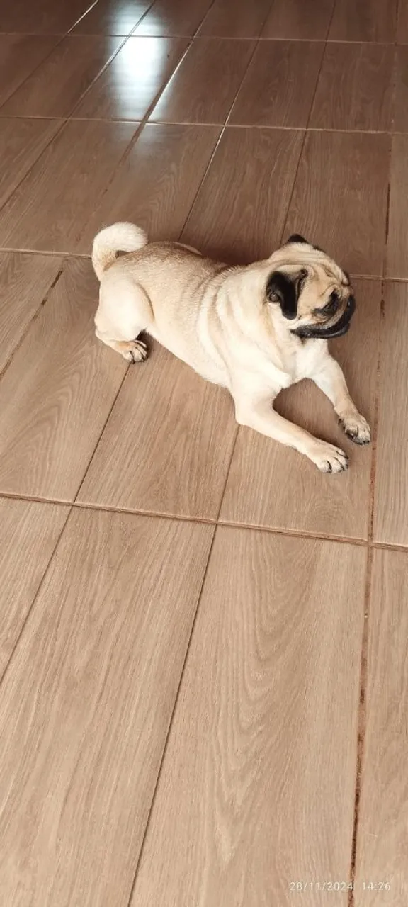 Pug fêmea castrada