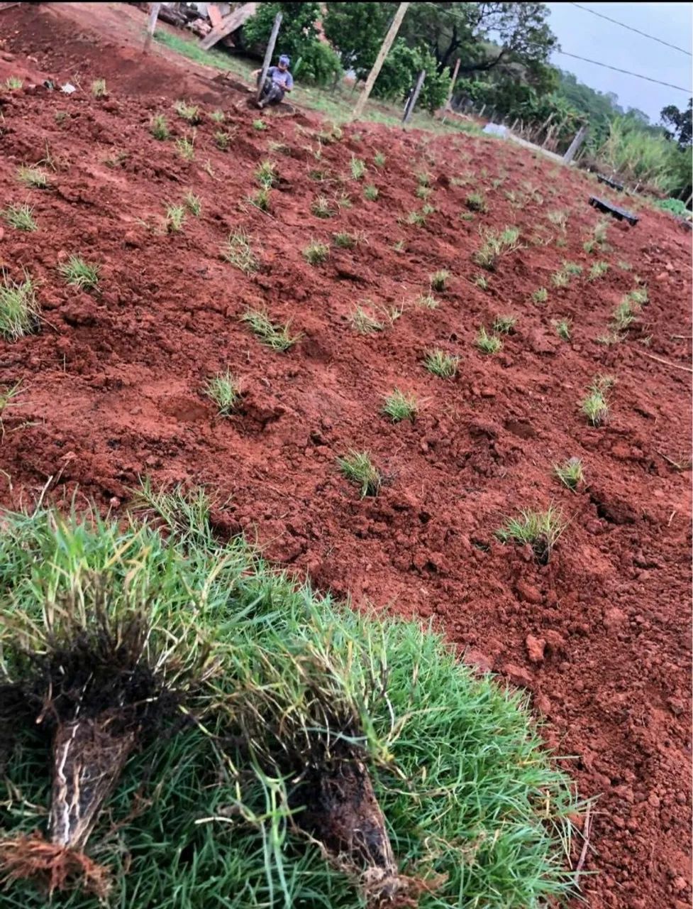 Temos Gramas apartir de 6,99 ó m2 já plantado com calcário/adubo! - Foto 2