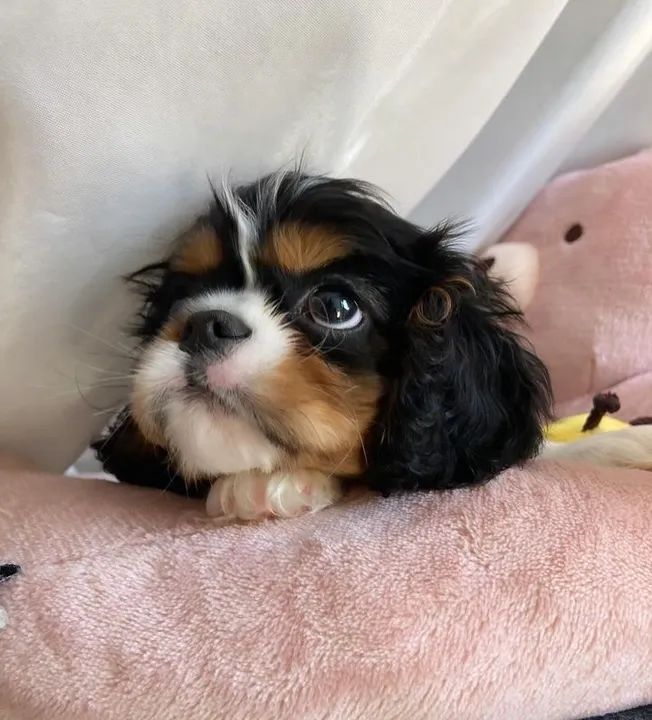 Filhotes Cavalier King Charles Spaniel