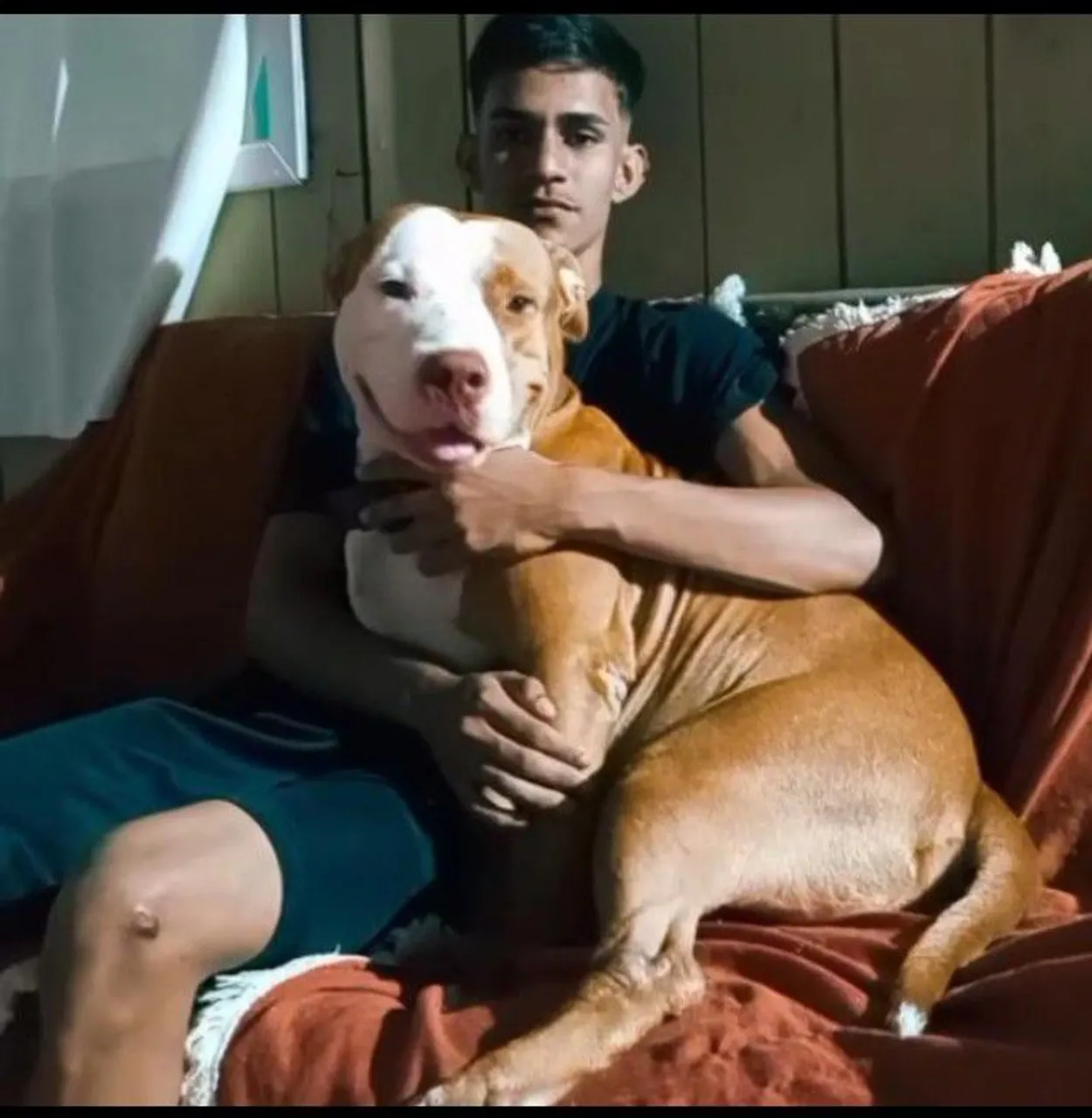 Pitbull em busca de uma companheira, para cruzamento, Faço inseminação artificial.