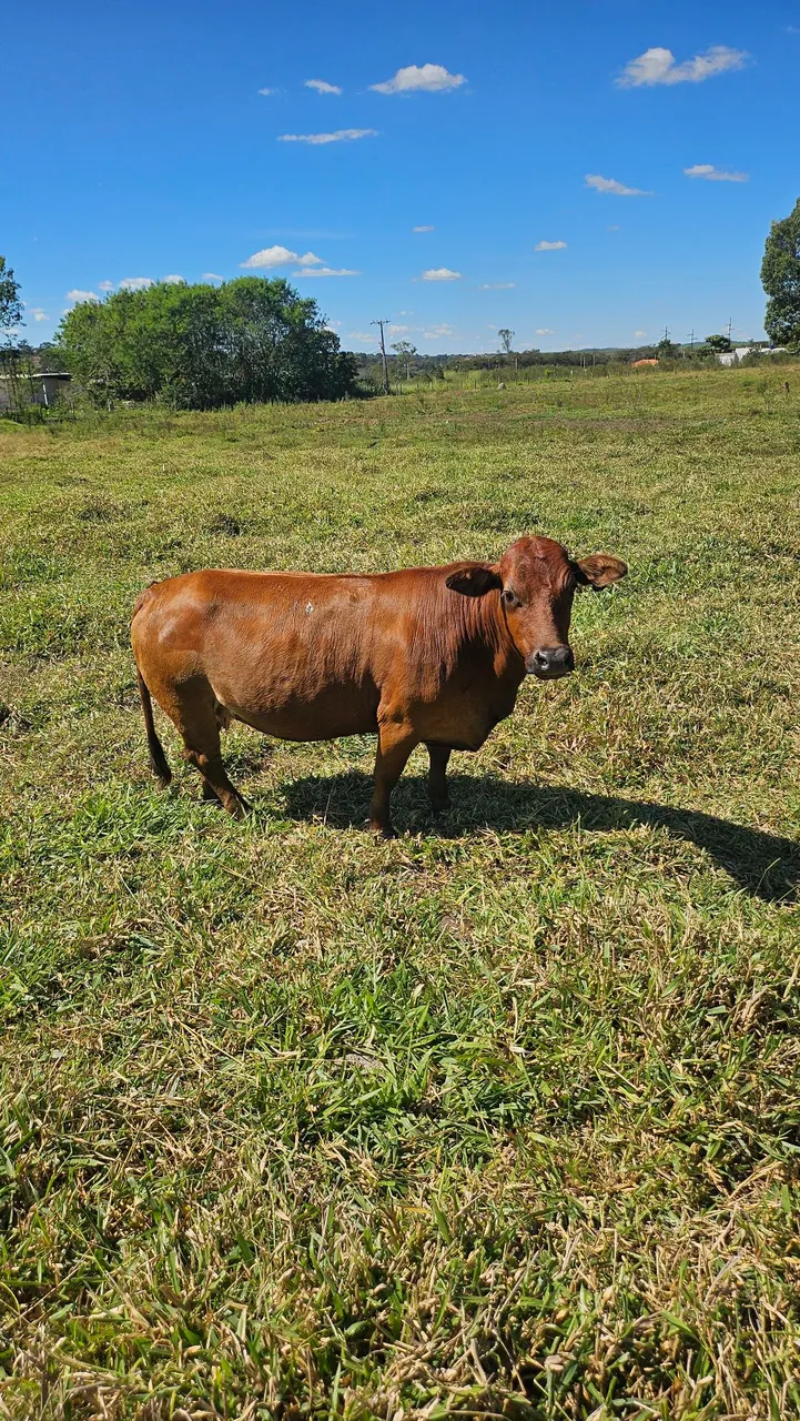 Mini vaca leiteira topissima 