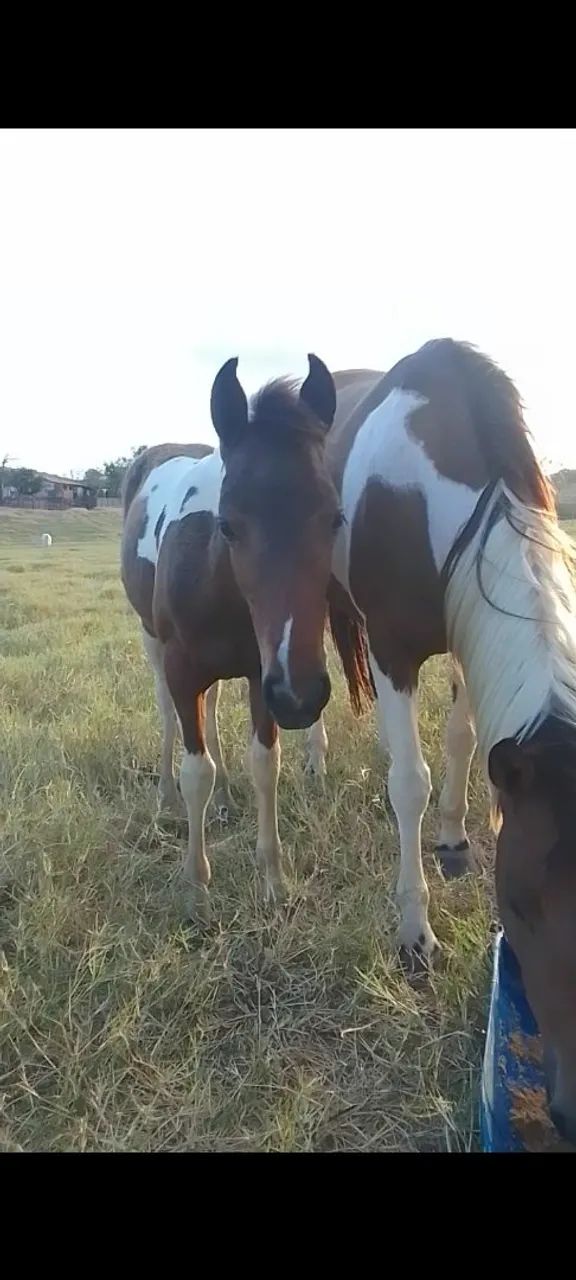 Potra à venda 5 000 e de picado