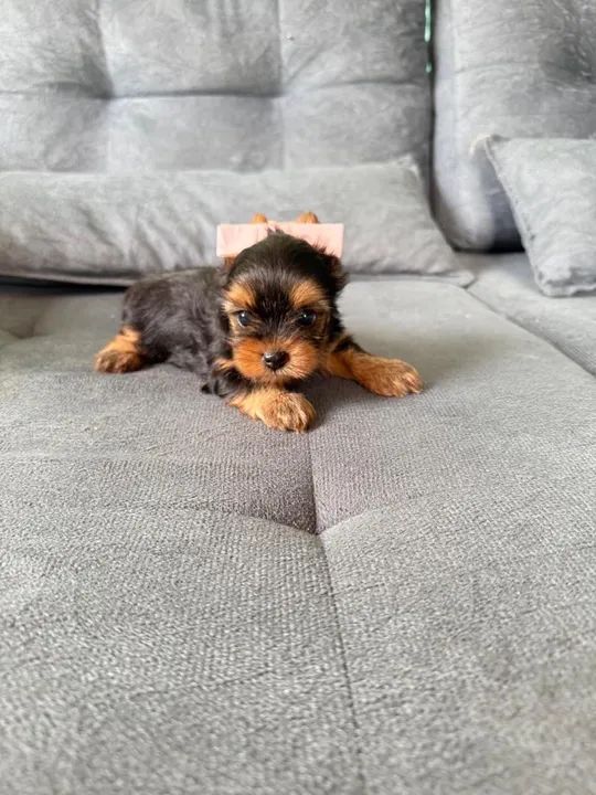 Yorkshire Terrier filhote - Foto 2