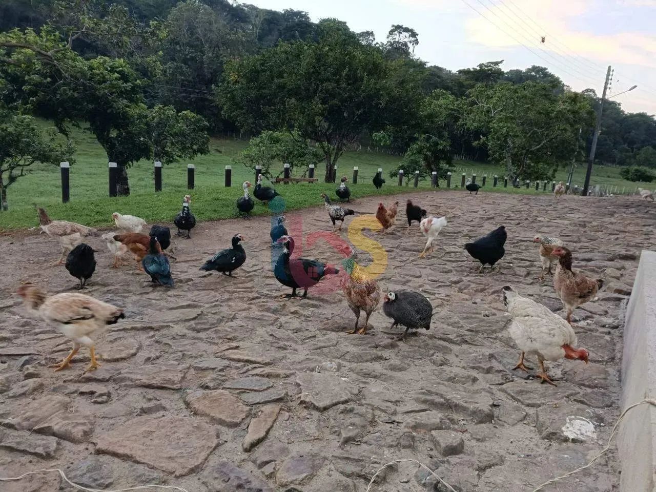 Fazenda de Cacau Itajuipe - Foto 5