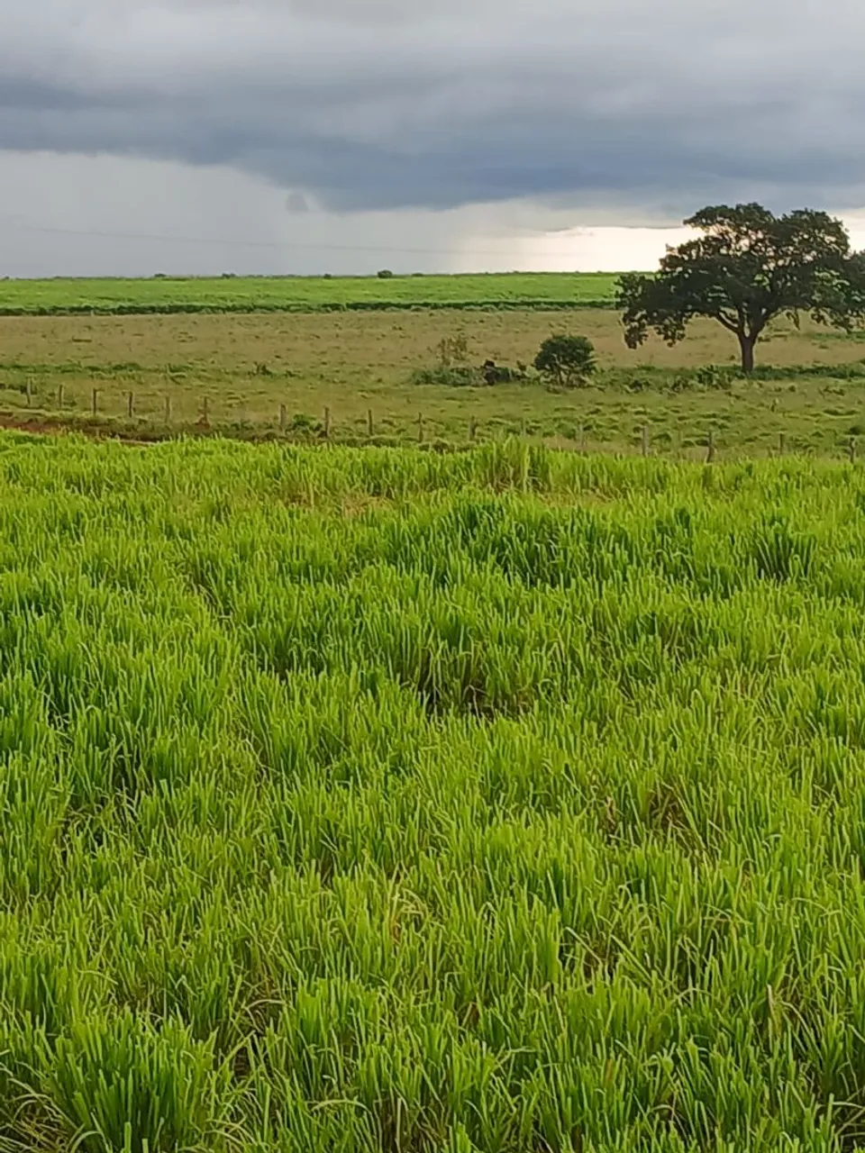 Fazenda de 1.074,5 hectares, R$ 16.751, por hectares.