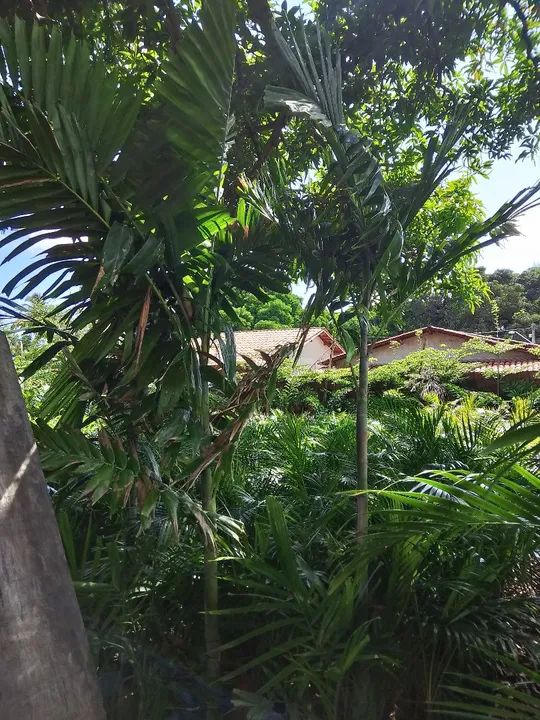 Palmeira pinanga grande  - Foto 3