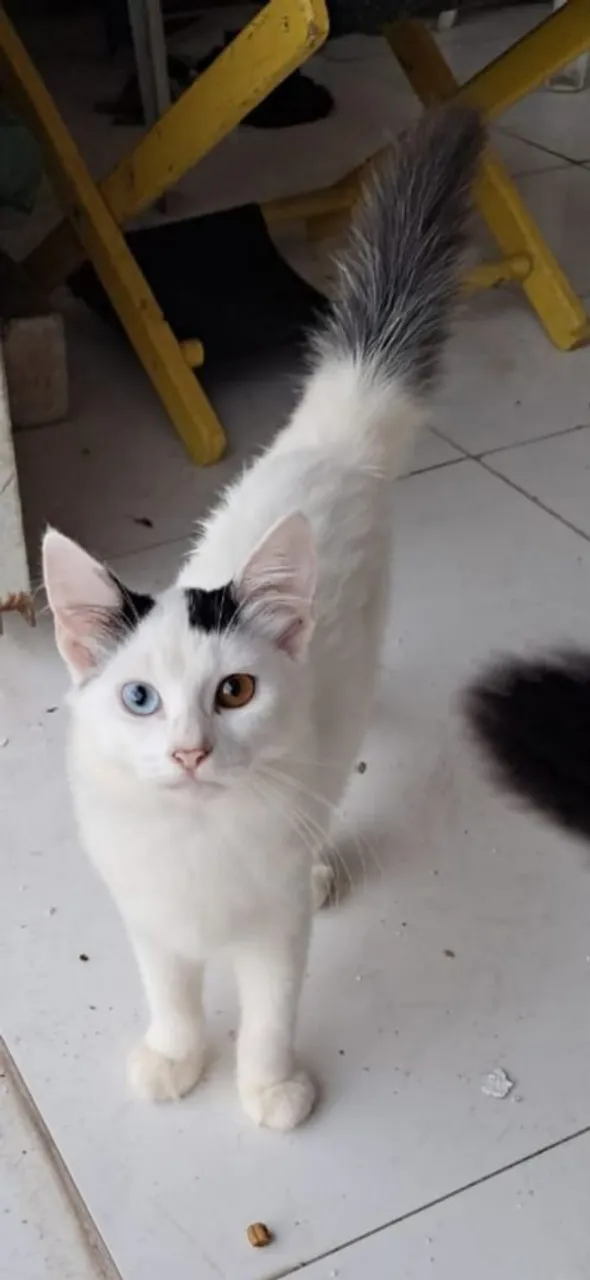 Gatinho Branco com Olhos de Cores Diferentes