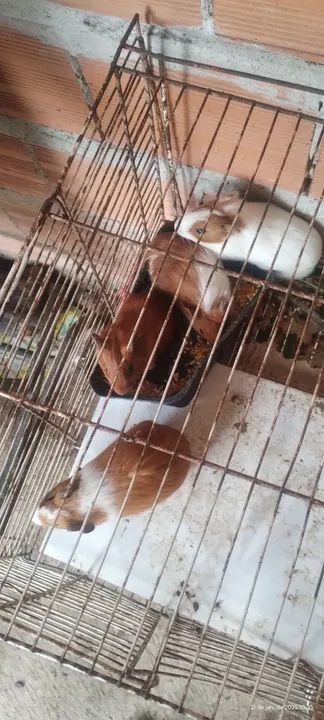 Dois casais de porquinho da india - Foto 2