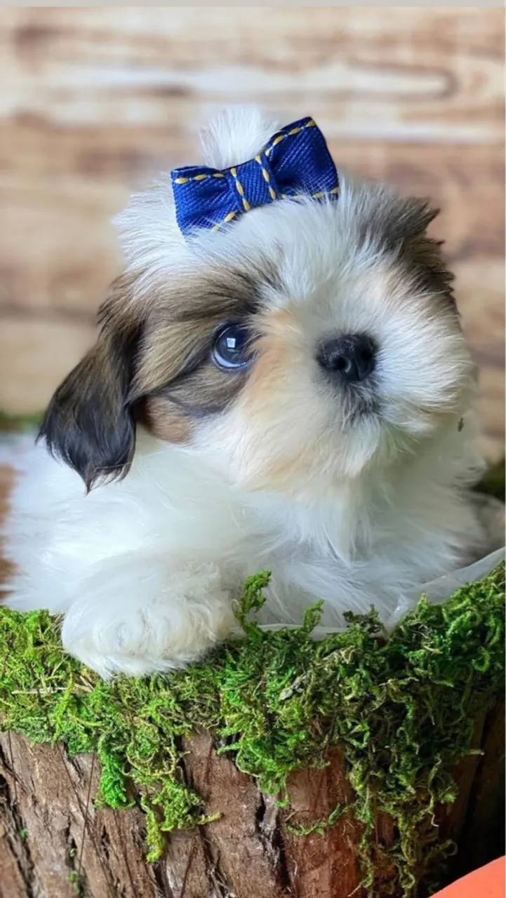 Filhote Shih Tzu Encantador - Puro Amor!