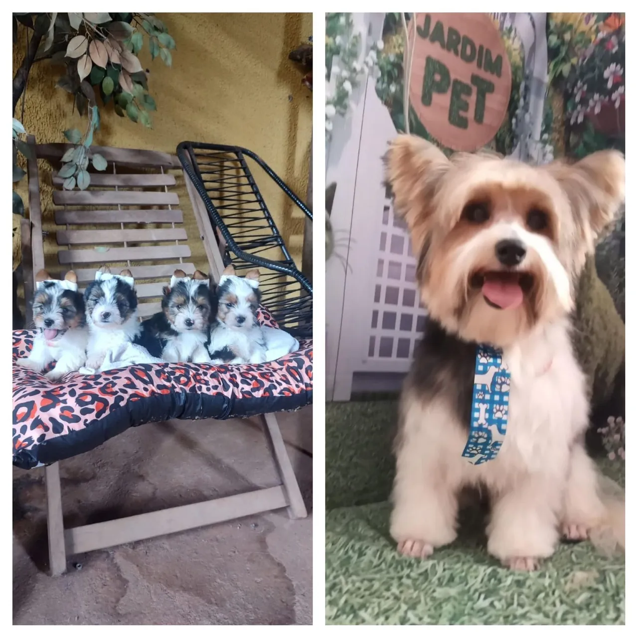 Lindos filhotes de Biewer terrier