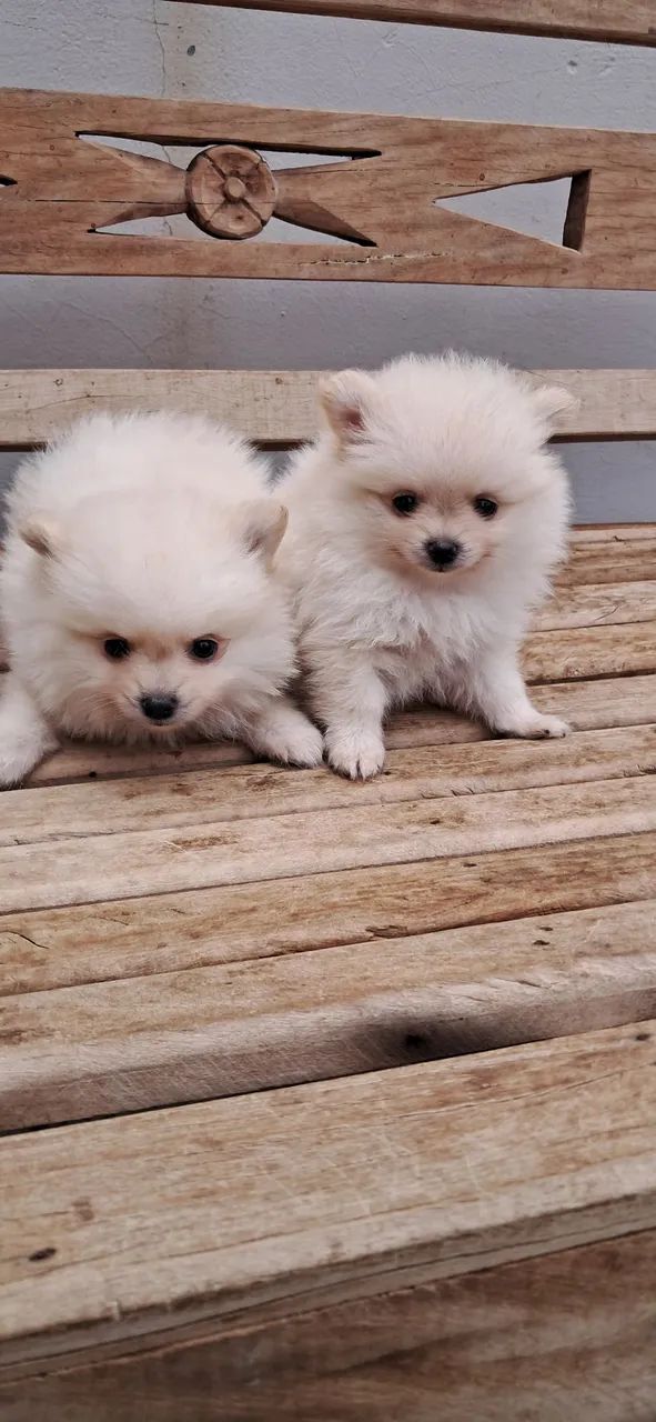 SPITZ ALEMÃO ANÃO  - Foto 4