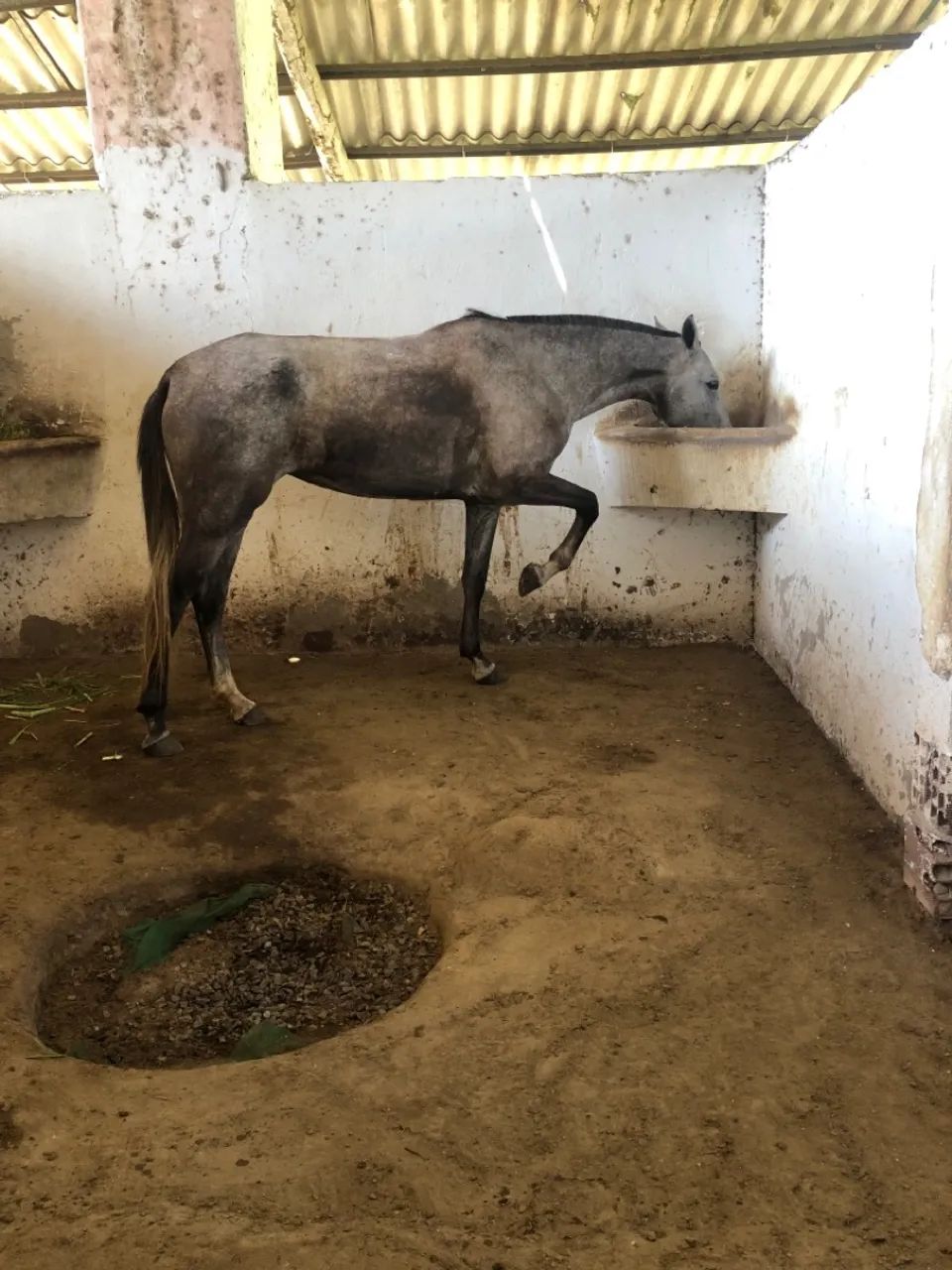 Potra Mangalarga Machador 