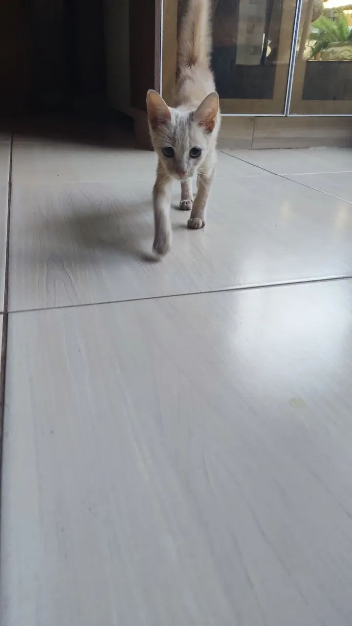 GATINHO FILHOTE MACHO - Foto 5