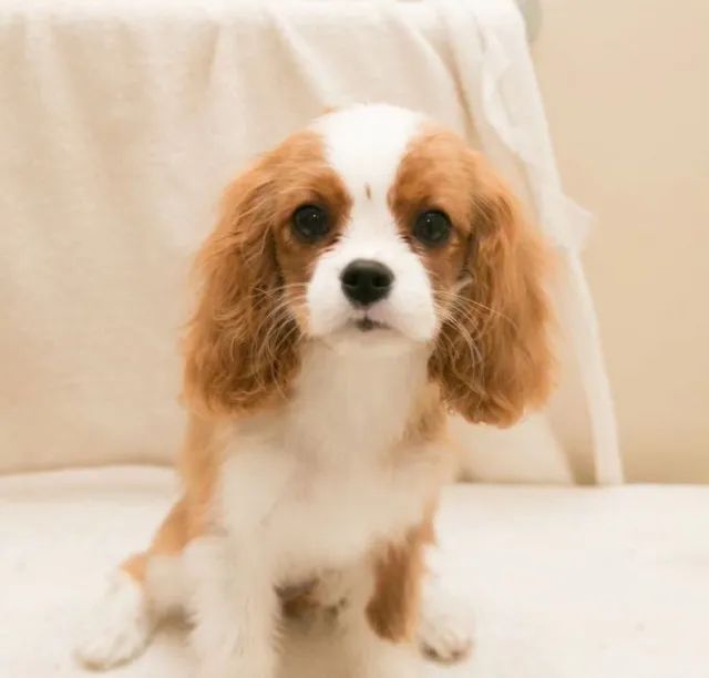 Filhotes de Cavalier Encantadores e Perfeitos Com todas as