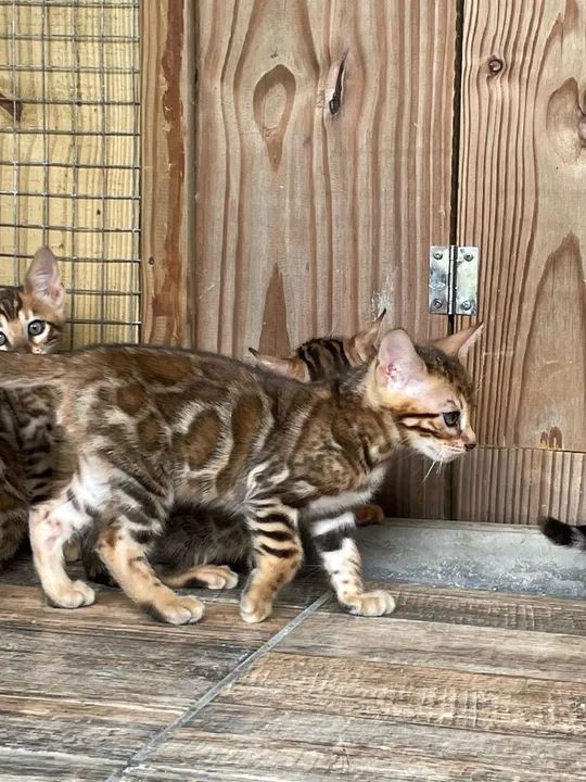 Gatinhos Bengala - Lindos e Carinhosos - Foto 3