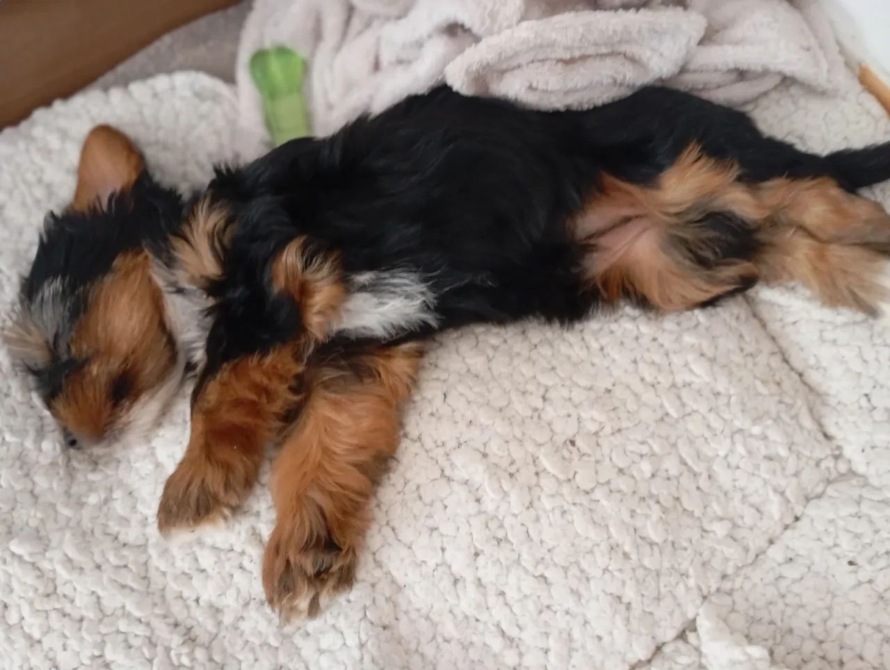 Yorkshire Terrier filhote - Foto 5