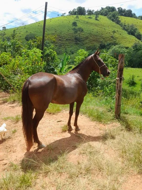 ÉGUA MANGALARGA MARCHADOR REGISTRADA!