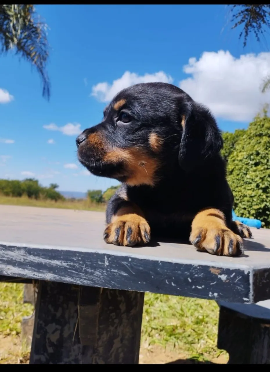 Filhote de Rottweiler - Charmoso e Adorável!