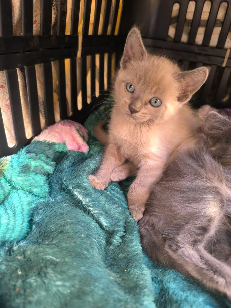 Filhote de Gato Siames Filhote, Olhos Azuis Incríveis!