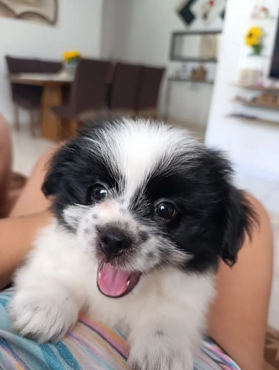 Filhote fofo Shih Tzu disponível!