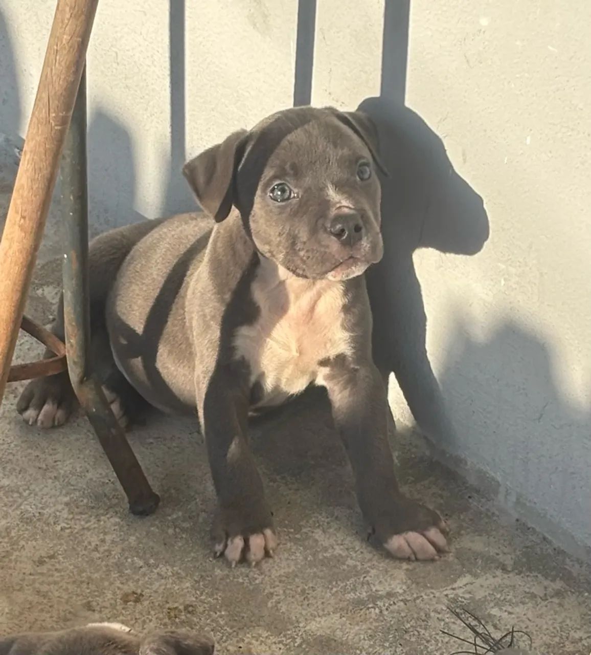 Filhotes de American Bully - Foto 5