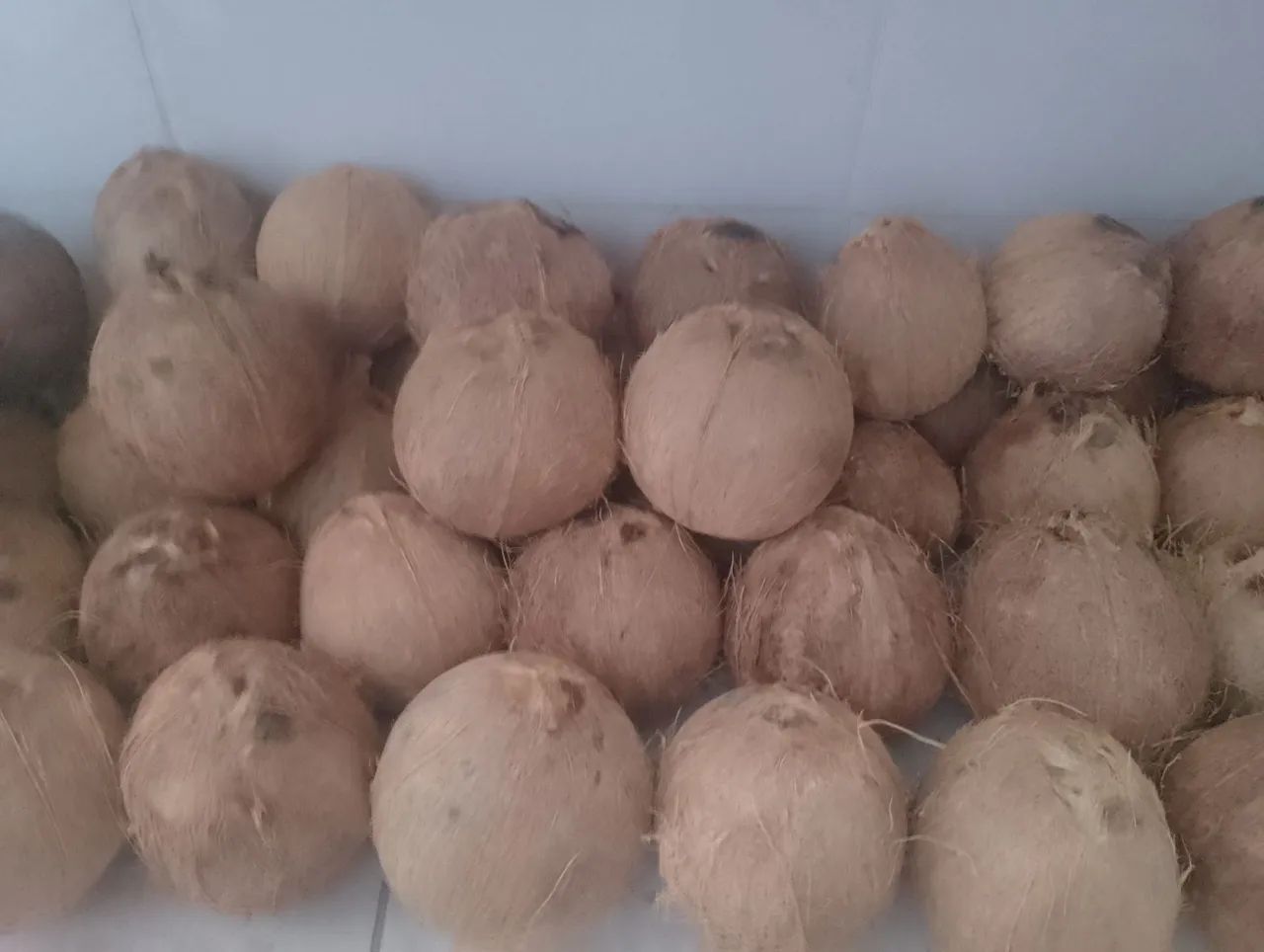 Côco seco 2,50 a unidade