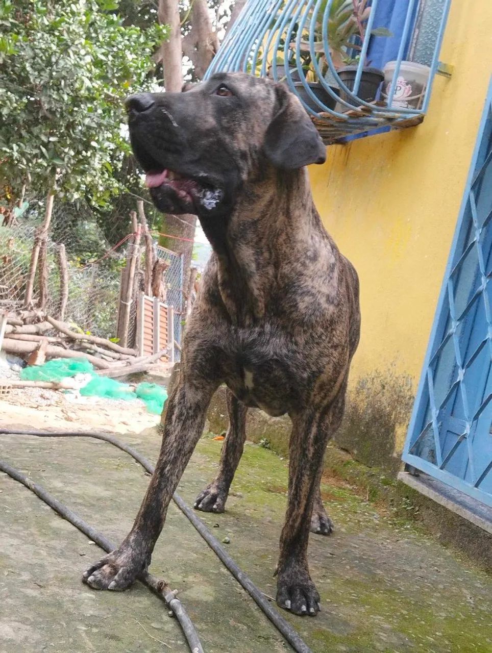 Fila brasileiro macho  - Foto 2