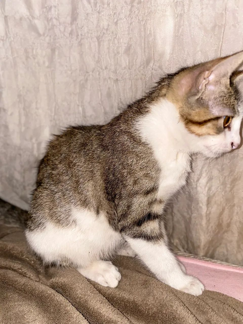 Gato para doação  - Foto 3