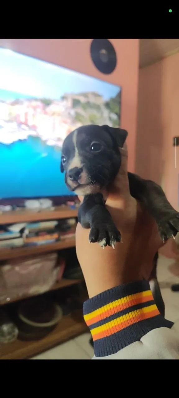Filhote de Pitmonster no precinho  - Foto 4