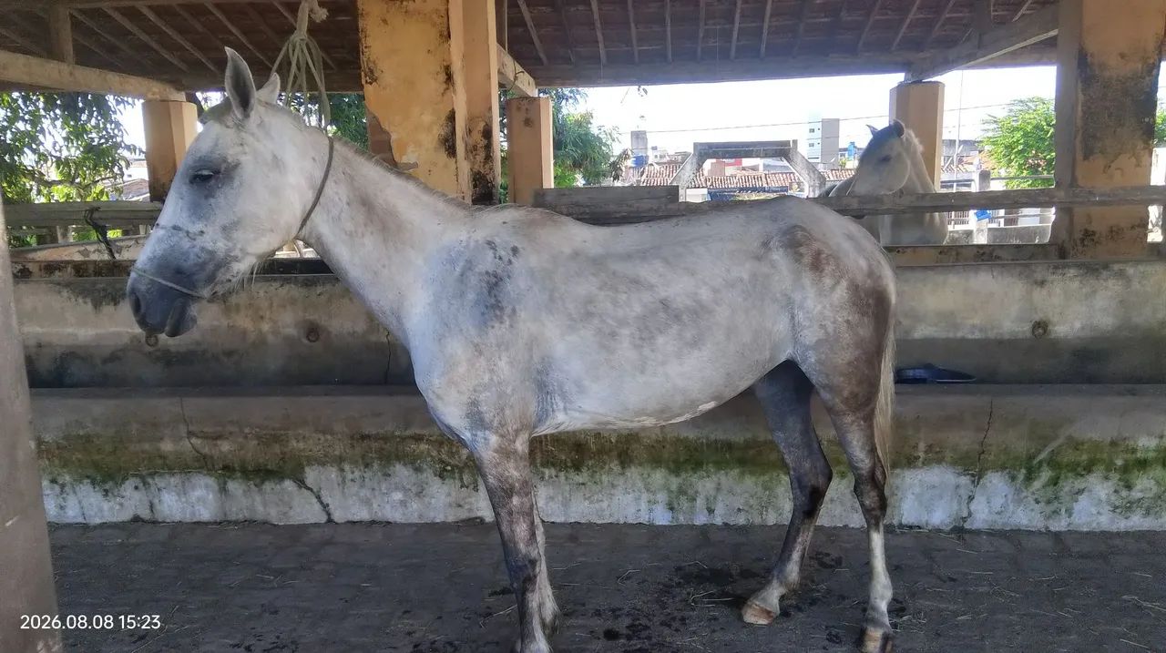 Égua lingeiro  - Foto 4