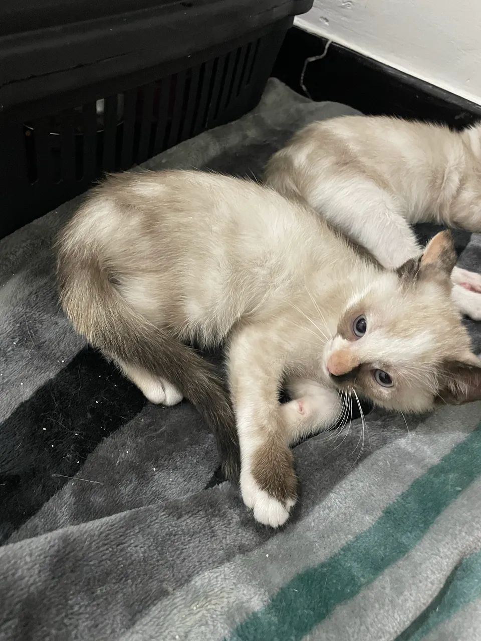 Gatinhos para adoção 