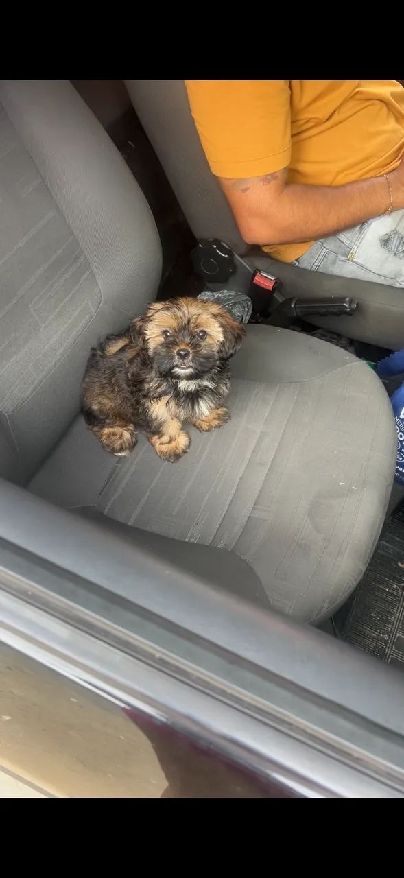 Cachorro  - Foto 3