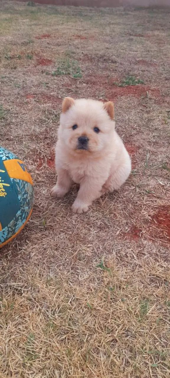 Vendo chow chow 